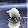Generic Blue Mystery Snails x3 (Pomacea Bridgesii) Live Freshwater Snail - Plants