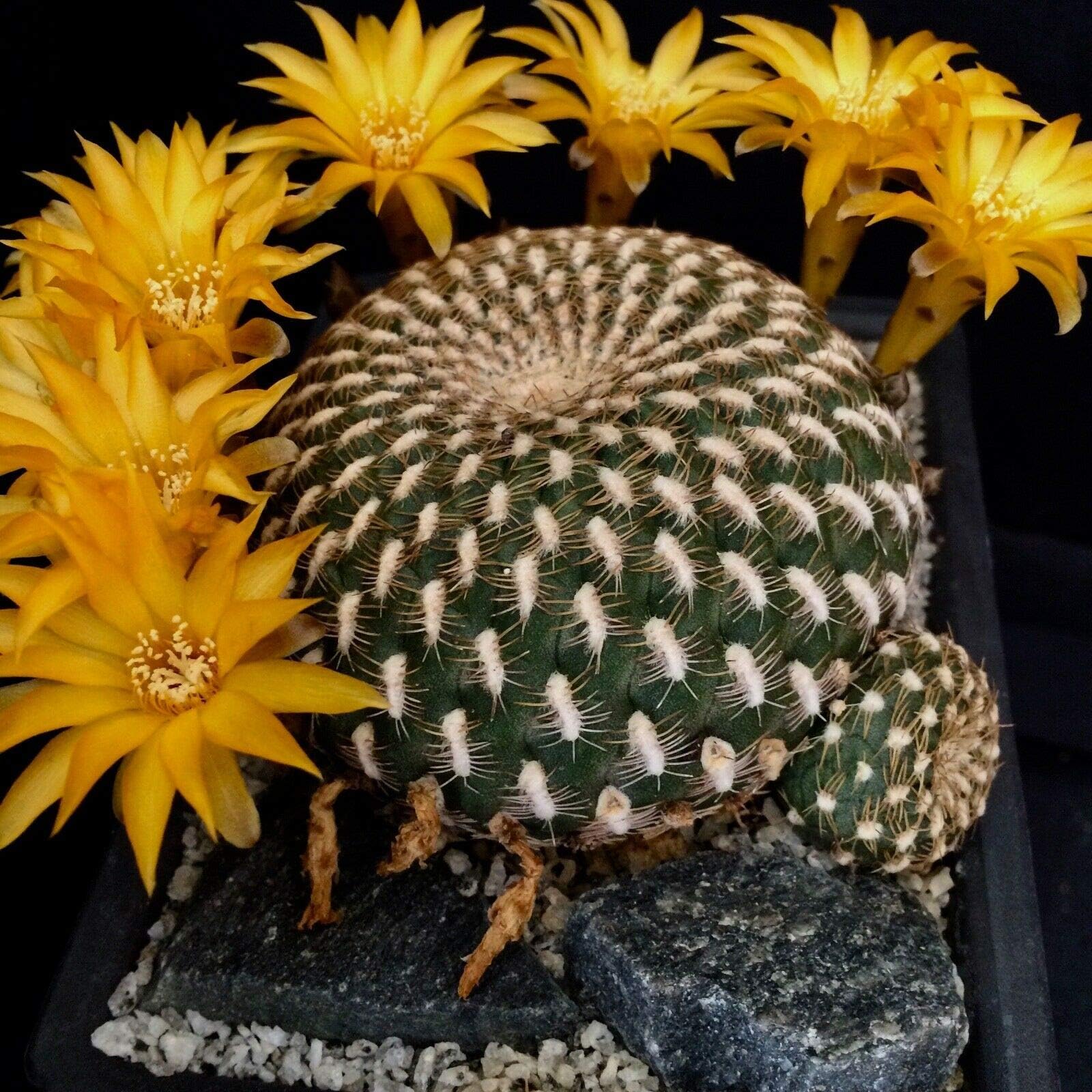 Cactus Plant - Sulcorebutia Arenacea – Houseplant – Garden – BK02