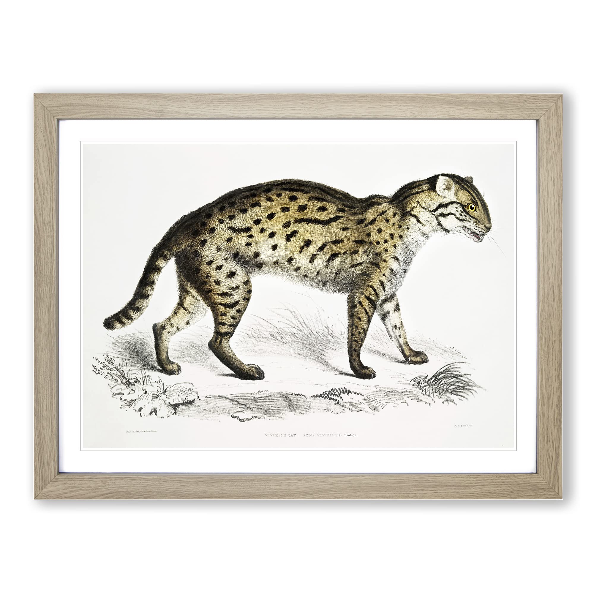 Viverrine Cat Illustration By John Edward Gray Vintage Framed Wall Art Print, Ready to Hang Picture for Living Room Bedroom Home Office Décor, Oak A4 (34 x 25 cm)