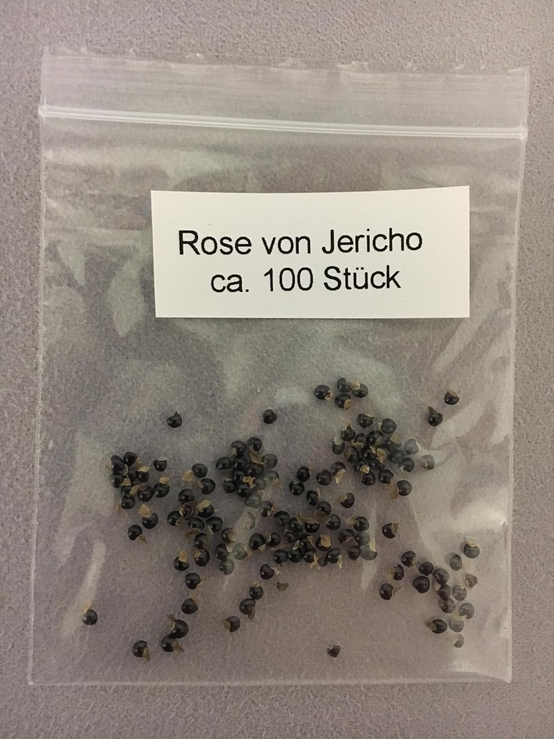 Real Rose Of Jericho Dinosaur Plant 100 Seeds Old Traditionally Easter Gift Christmas Gift Amazon Co Uk Garden Outdoors