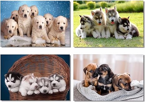 siberian husky chihuahua