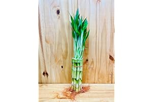 Generic Live Lucky Bamboo Plants 10-8” Straight Bamboo Stems, Default Title, Green