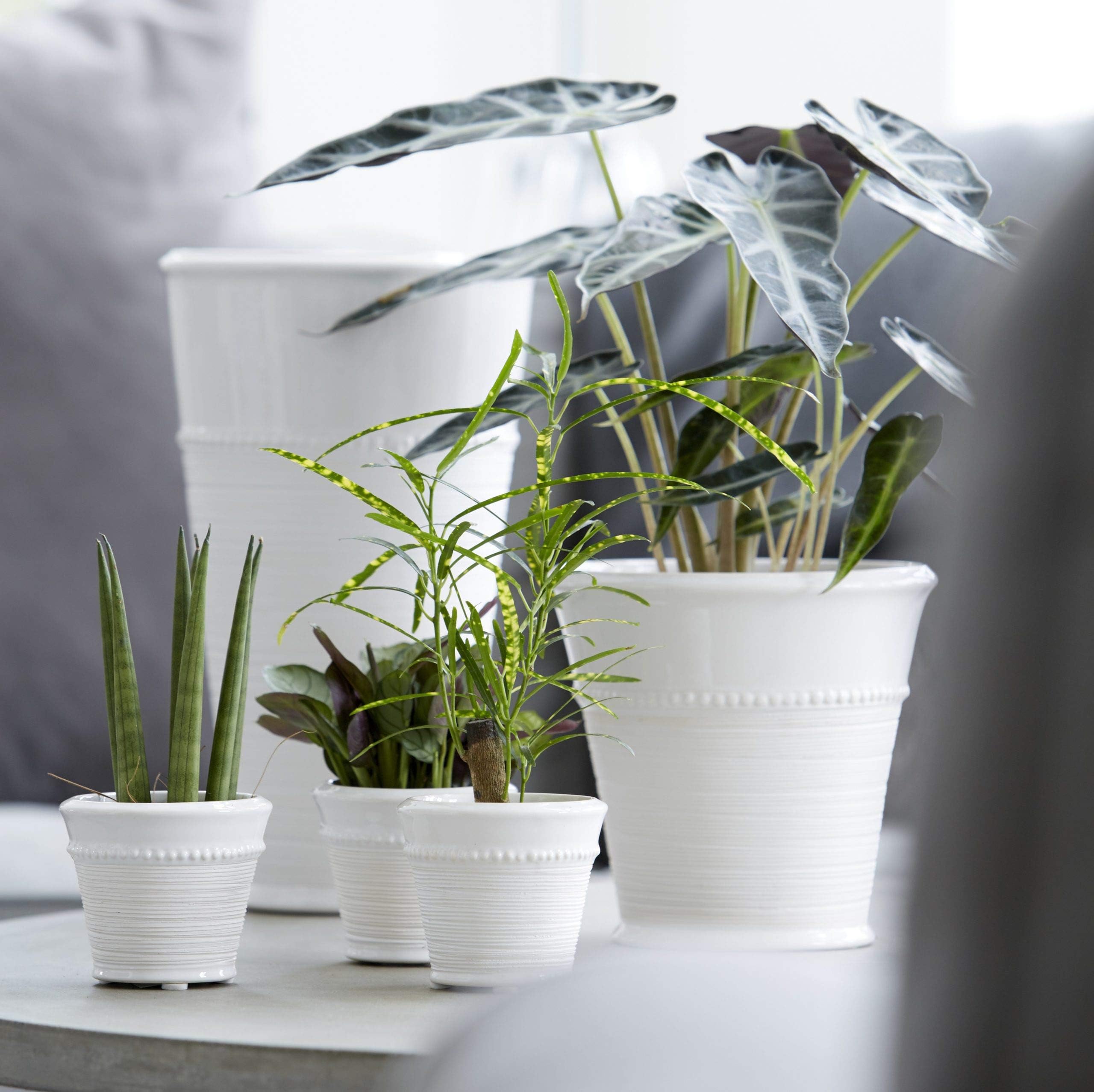 Wikholm White Ceramic Plant Pot with a Striped and Beaded Detail Design. H 11cm