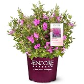Encore Azalea 2 Gal. Autumn Amethyst Azalea Shrub