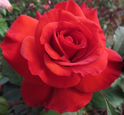 best dad rose