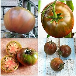 Seed Needs, Black Tomato Seed Packet Collection