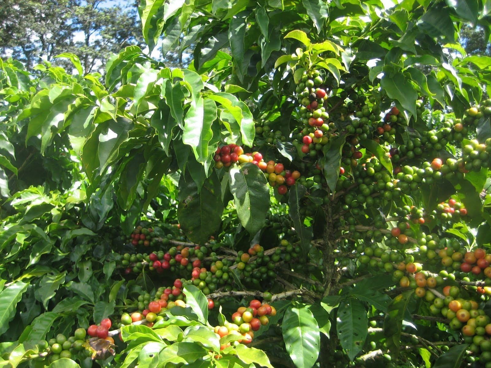 Coffee Bean Plant SeedsYEMEN MOKHA SMALL Smallest Coffee Tree 25 Seeds