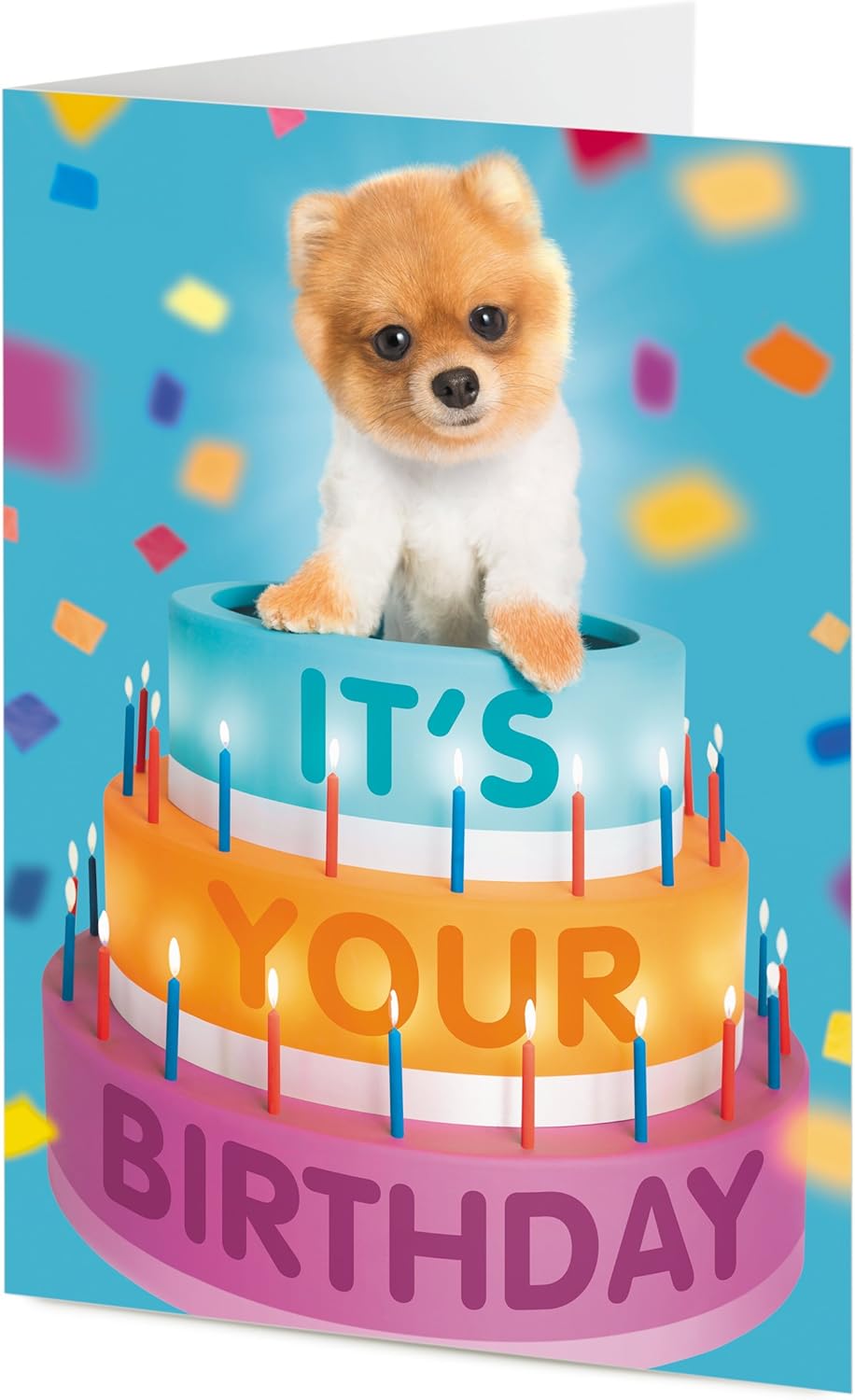 pomeranian birthday