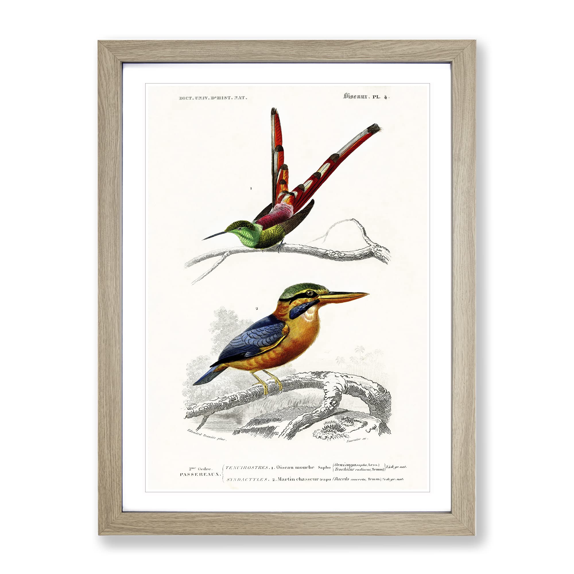 Kingfisher & Hummingbird By Charles D' Orbigny Vintage Framed Wall Art Print, Ready to Hang Picture for Living Room Bedroom Home Office Décor, Oak A3 (34 x 46 cm)