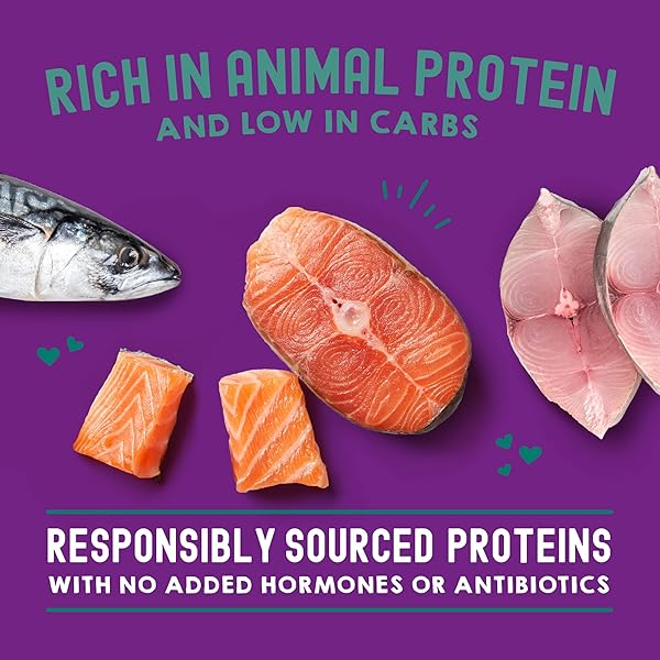 STELLA & CHEWY’S CARNIVORE CRAVINGS WET CAT FOOD POUCHES – PREMIUM SALMON & MACKEREL RECIPE – GRAIN-FREE MORSELS & GRAVY – PERFECT FOR PICKY EATERS – COMPLETE MEAL OR TOPPER – 2.8OZ, 12-PACK