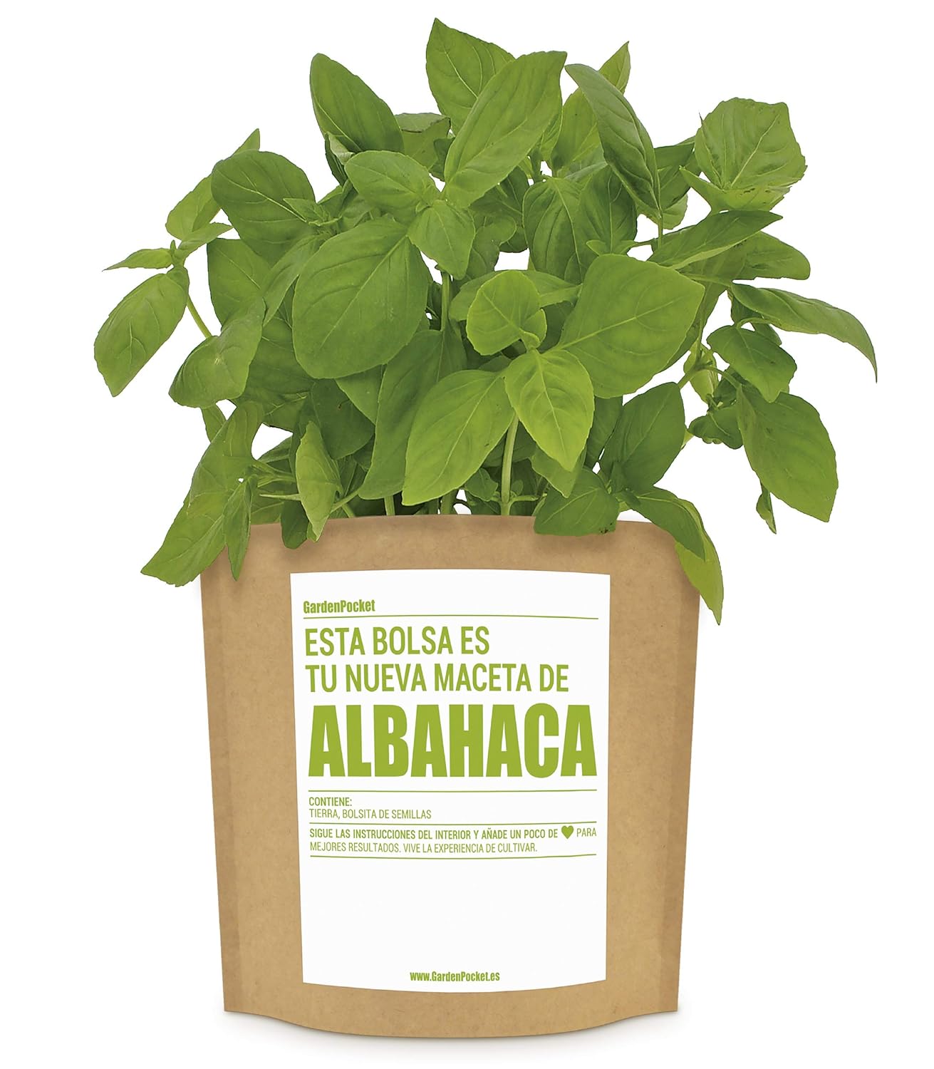 Albahaca En Maceta Interior