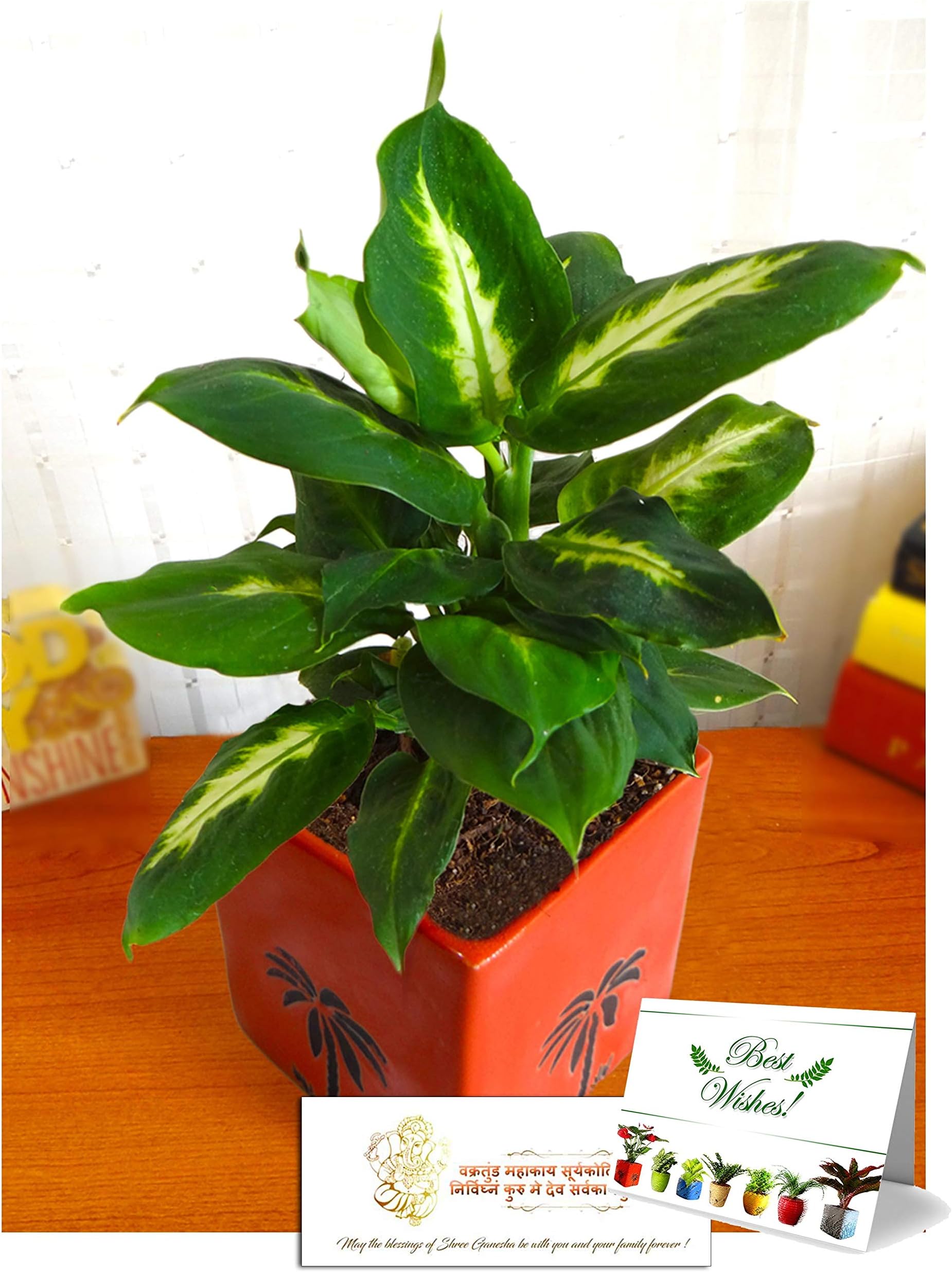 Rolling Nature Ganesh Chaturthi Combo of Good Luck Air Purifying Dieffenbachia Camilla Plant in Orange Cube Aroez Ceramic Pot