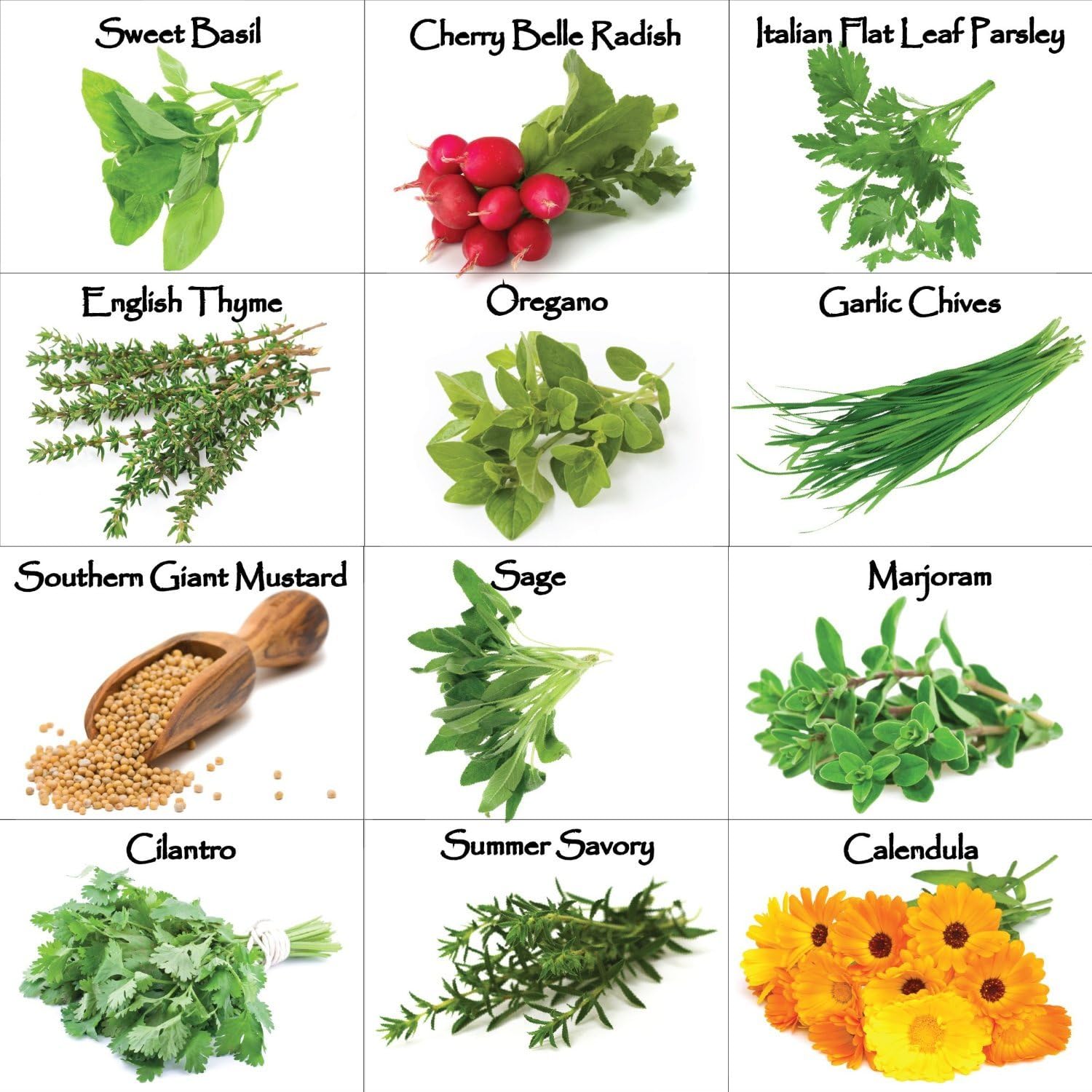 Main Culinary herb and Exotic Seeds Combo Pack by Tradico (1000++ Seeds/12 Packets), Buy Know to get 2 Flower Seeds Free