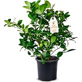 Meyer Lemon Tree Live Plant 13-22" Tall, 1 Gallon Pot by Via Citrus | Florida Grown, Indoor Lemon Tree Outdoor Fruit Tree Sweet Lemon Plant for Patio Garden and Home Cannot Ship CA AL AZ TX LA