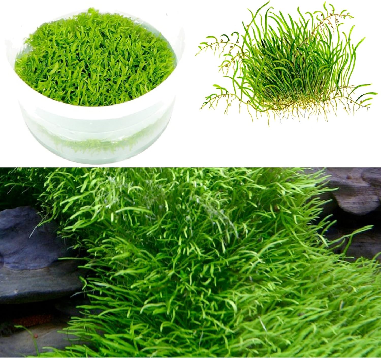 By Tropica In Vitro Tissue Culture 1 2 Grow Tropica Utricularia Graminifolia Live Aquarium Plant