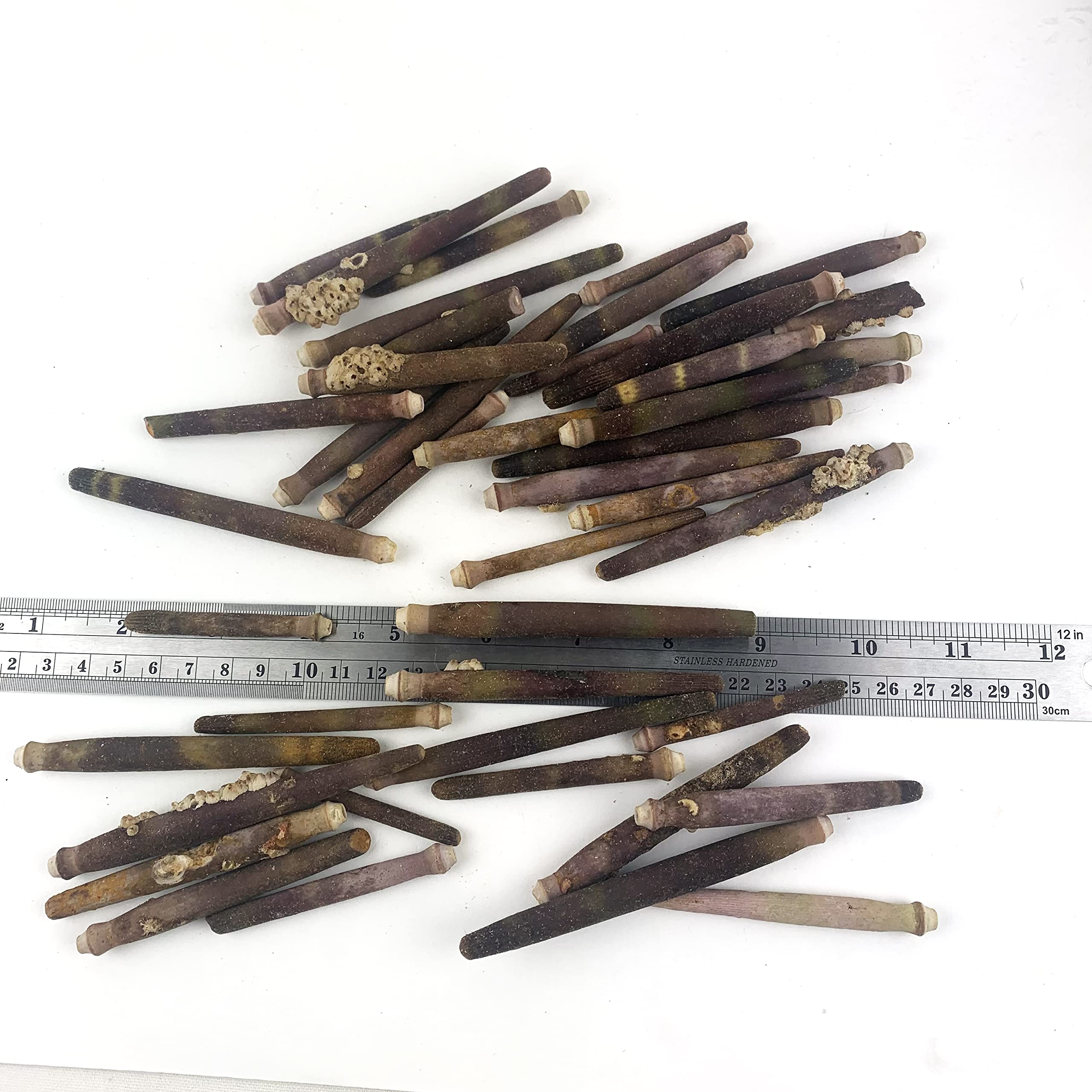 Heyiwell 6OZ(40+PC) Sea Urchin Spines for DIY Craft