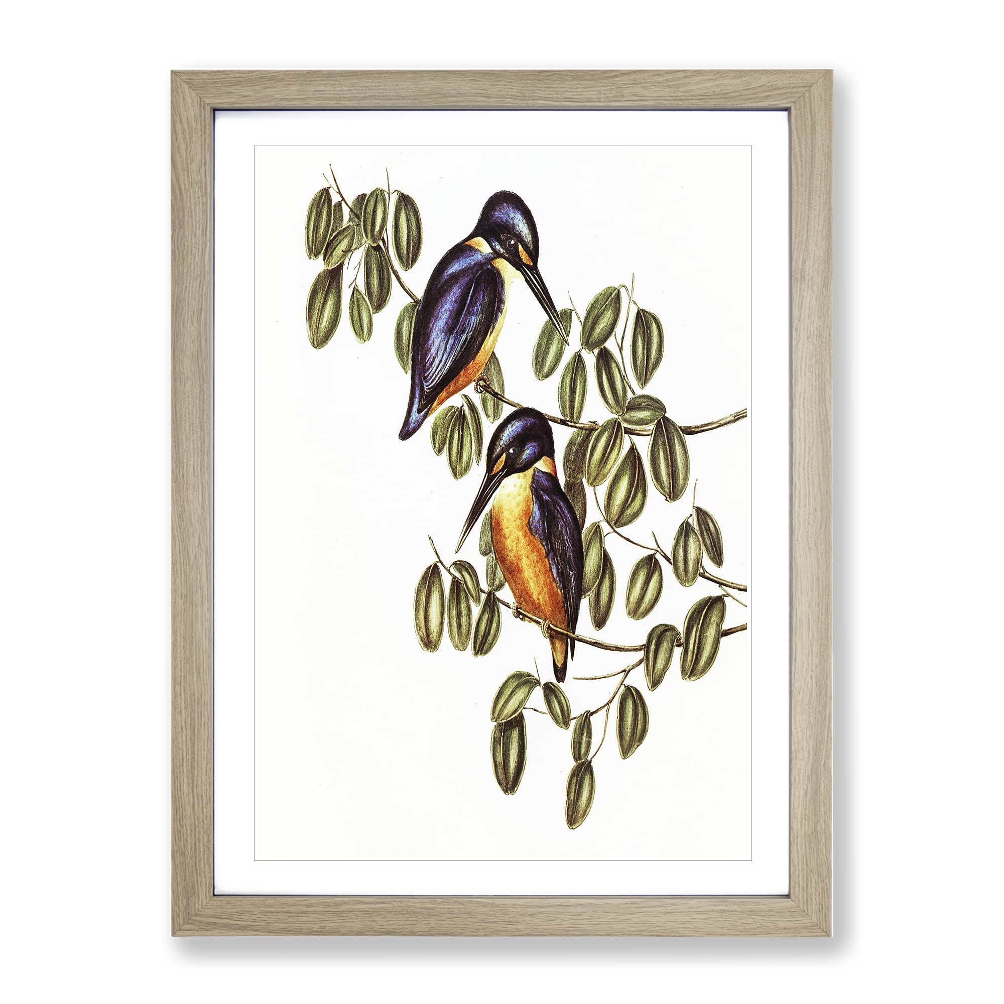 Azure Kingfishers By Elizabeth Gould Vintage Framed Wall Art Print, Ready to Hang Picture for Living Room Bedroom Home Office Décor, Oak A4 (34 x 25 cm)