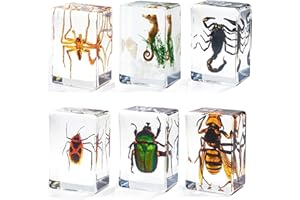 Guijinhao Insect in Resin Specimen, Resin Insect in Resin Specime, Real Bug Preserved in Resin for Scientific Educational Off