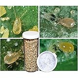 2,000 Live Adult Predatory Mites - A Mix of Predatory Mite Species for Spider Mite Control - Ships Next Business Day!l
