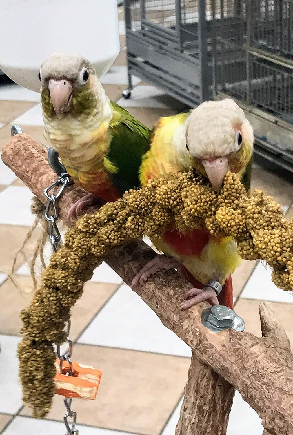 millet spray for parakeets