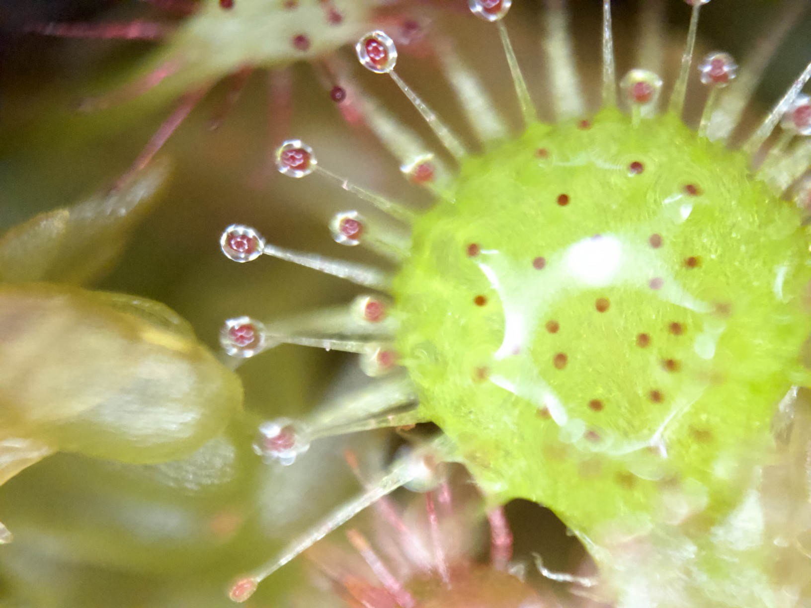The Ring Light Helps With The Distance To The Subject