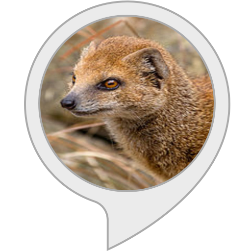 Amazon Com Mongoose Facts Alexa Skills