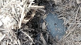 Review Image by Christopher Christopher