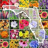 Eden Brothers Florida Wildflower Mixed Seeds for Planting, 1/4 lb, 120,000+ Seeds with Cornflower, Cosmos, African Daisy | At