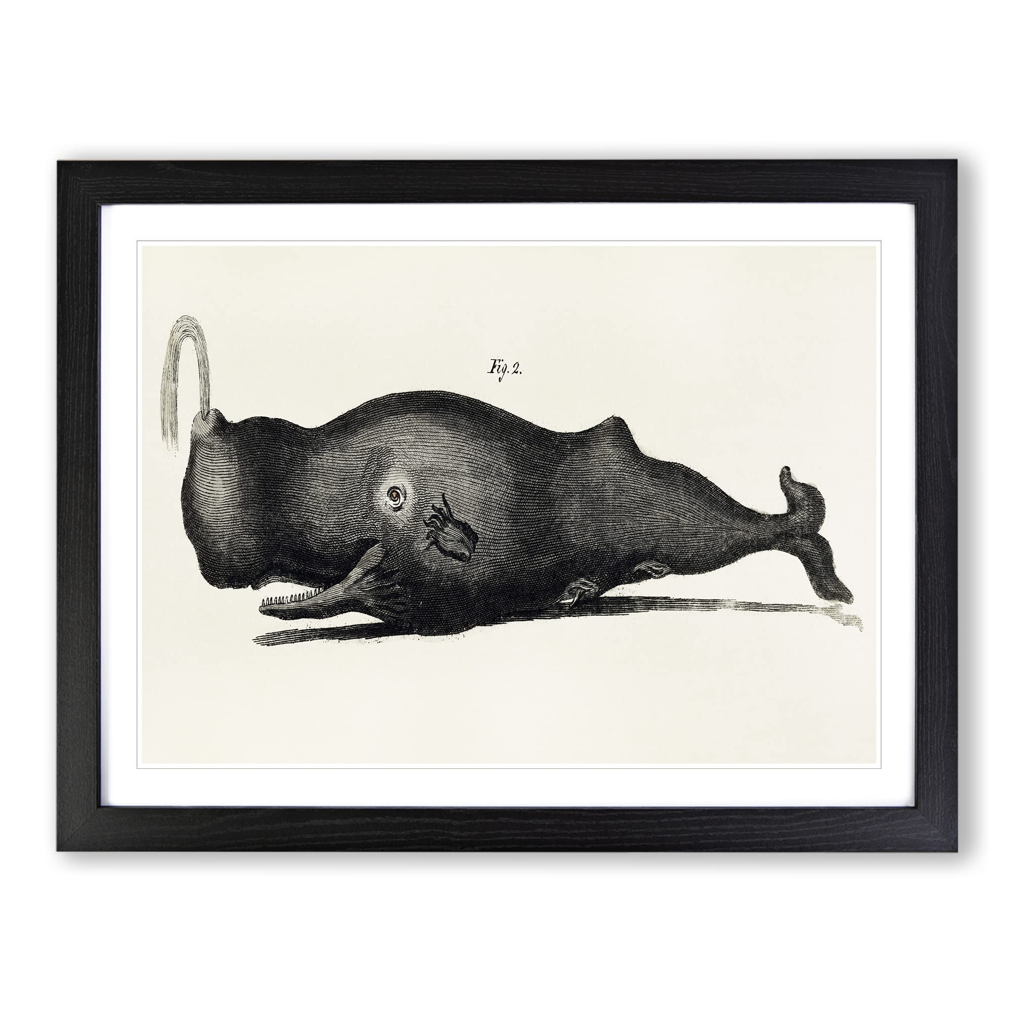 Vintage Toothed Whale Illustration Vintage Framed Print | A4 Black Framed Wall Art | Ready to Hang | Classic Animal Picture | Living Room Bedroom Lounge Office
