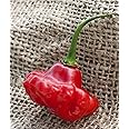 Aji Dulce 2 Venezuelan National Pepper Premium Seeds for Planting Packet + More