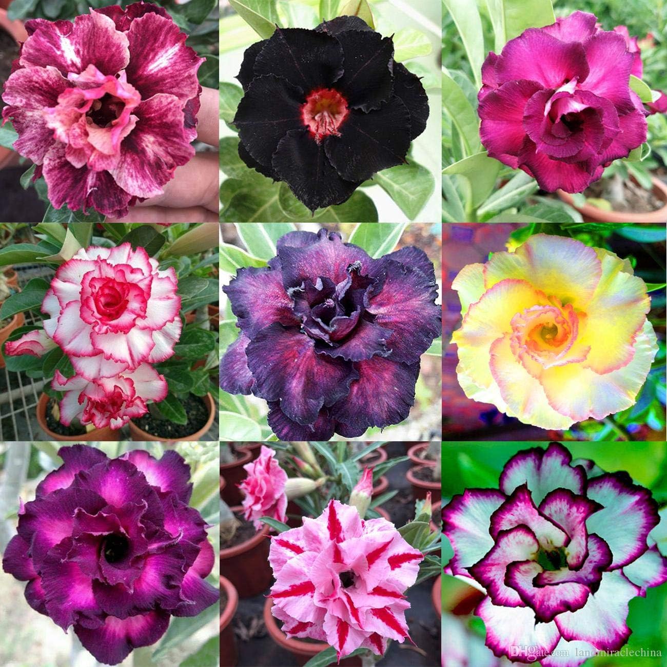 Amazon Com 10 Pc Desert Rose Seeds Mixed Colors B99 Garden Outdoor