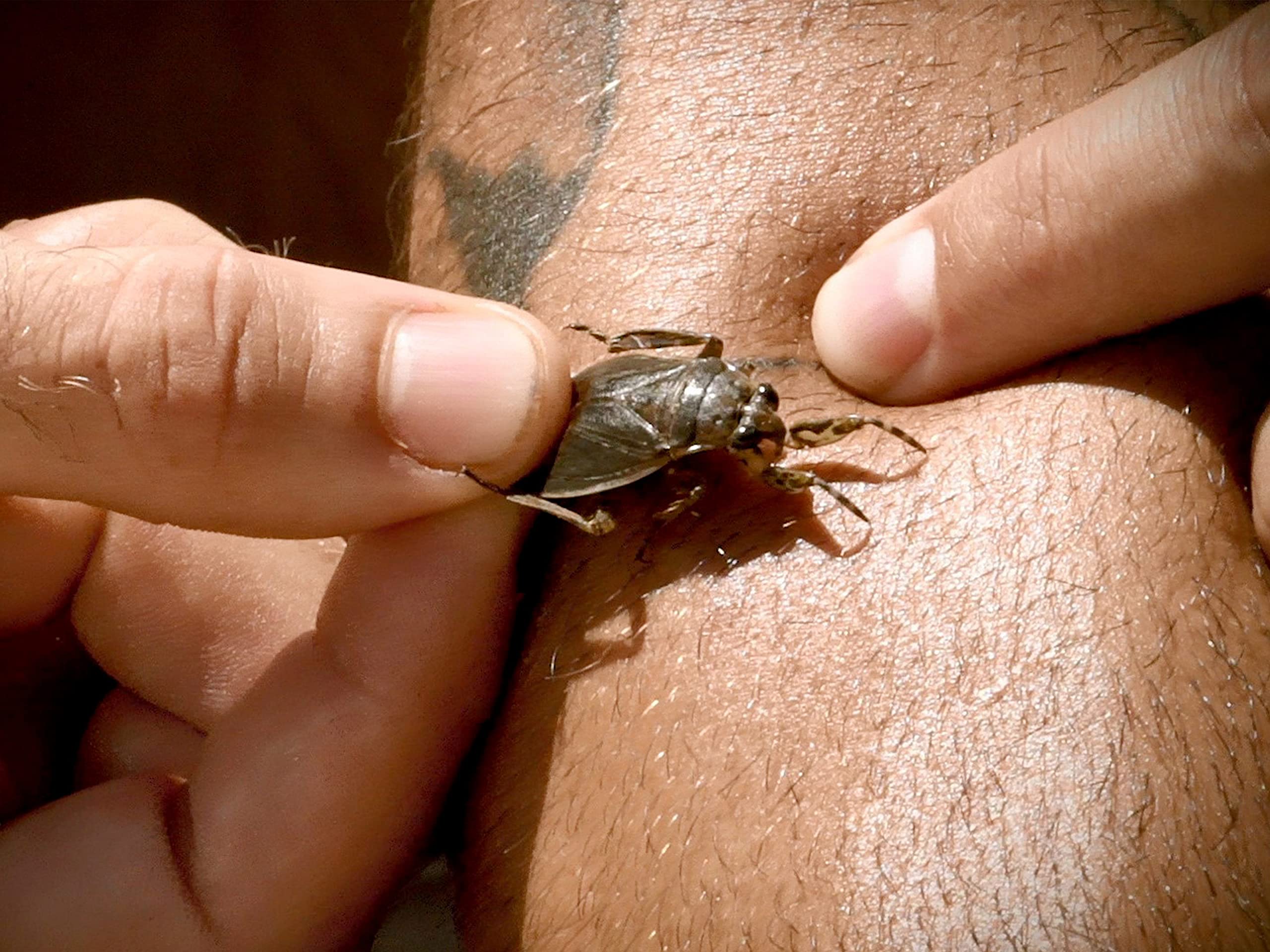 Amazon Co Jp キング オブ ペイン 最強の痛み決定戦 を観る Prime Video