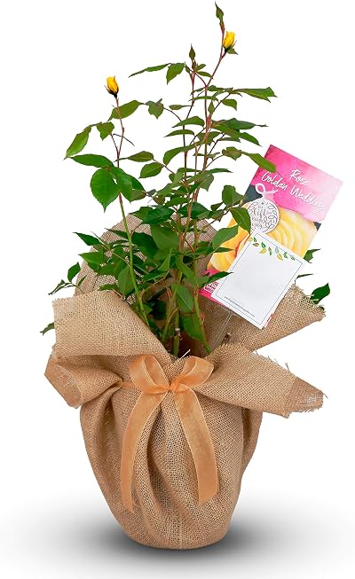 Willows Living Gifts Golden Wedding Rose 50th Anniversary Gift Wrapped 3L Pot