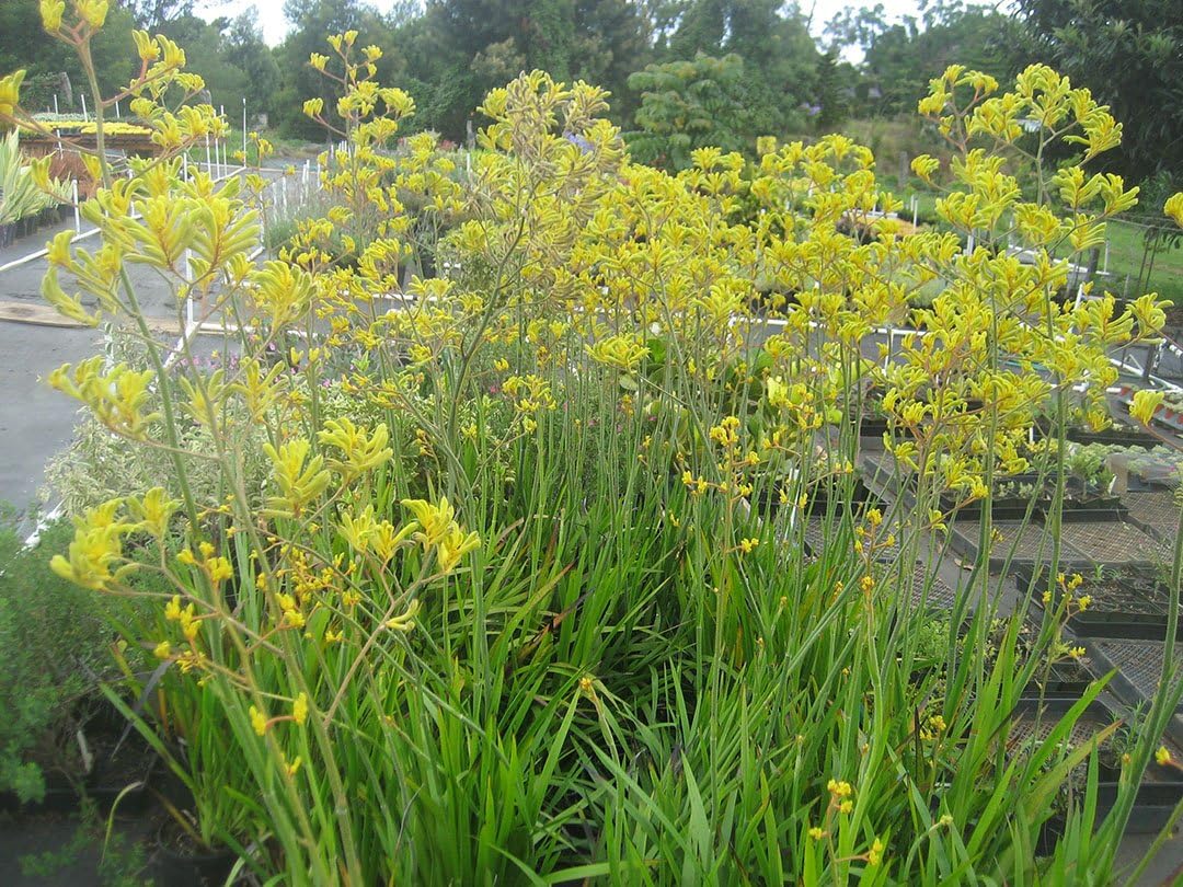 Live Yellow Kangaroo Paw aka Anigozanthos 'Bush Dawn
