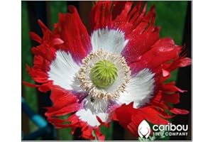 Caribou Seed Company: Perennial CANADIAN FLAG POPPY - 100+ Seeds, Red & White Blooms, Fresh Canadian Seed