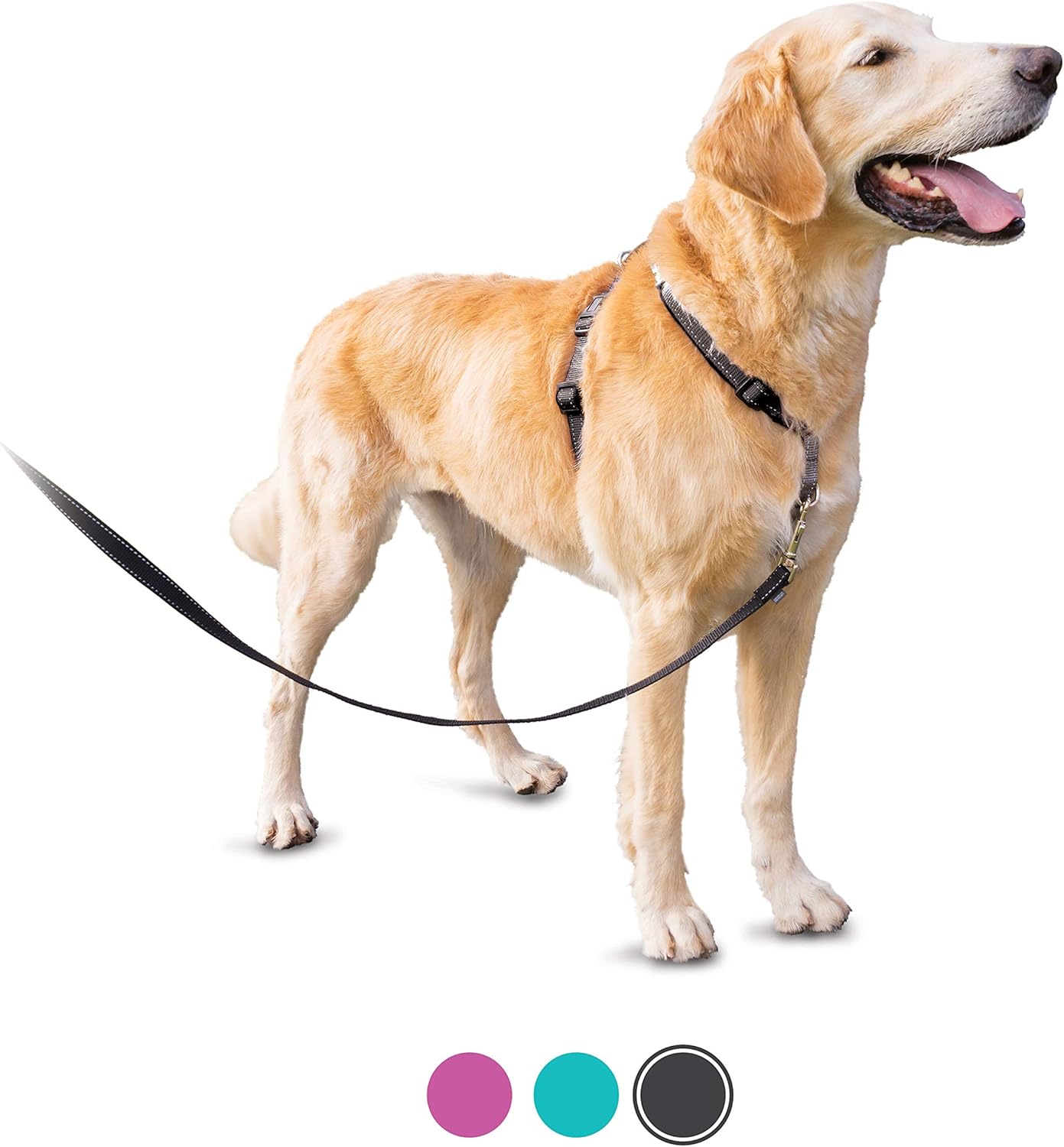 best easy walk harness