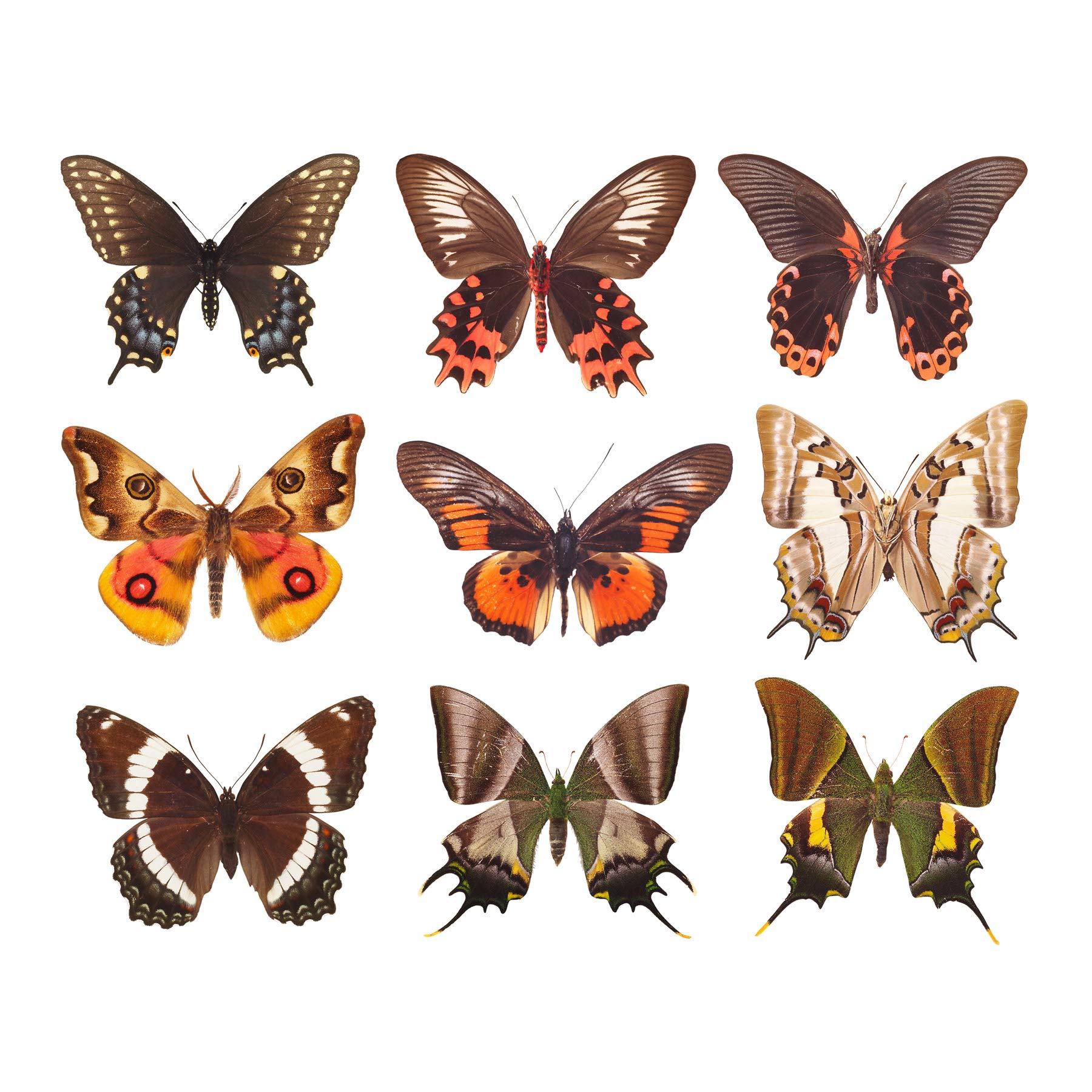 Artery8 Butterfly Collection Various Colourful Types Nine Butterflies Large XL Wall Art Canvas Print