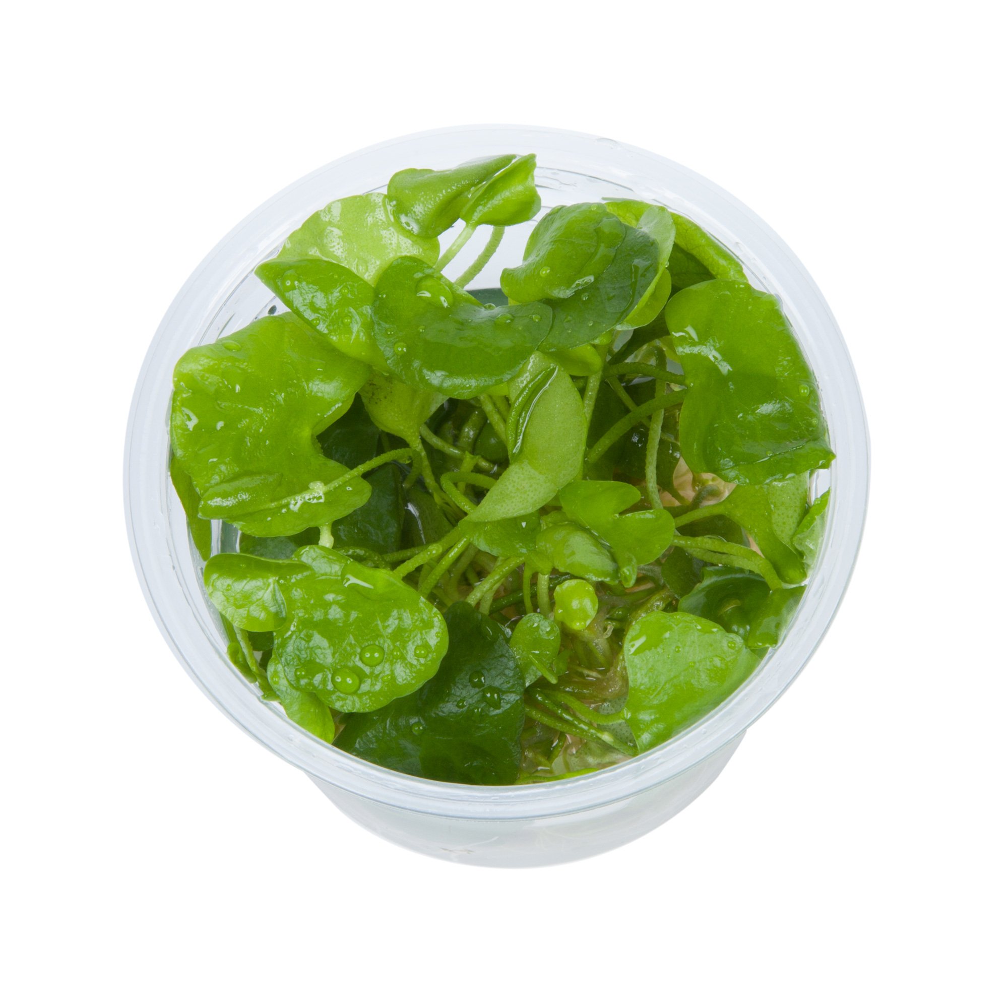 Tropica Nymphoides Hydrophylla Taiwan 1 2 Grow Tissue Culture In Vitro Live Aquarium Plant Shrimp Safe Snail Free Buy Online In Antigua And Barbuda At Antigua Desertcart Com Productid