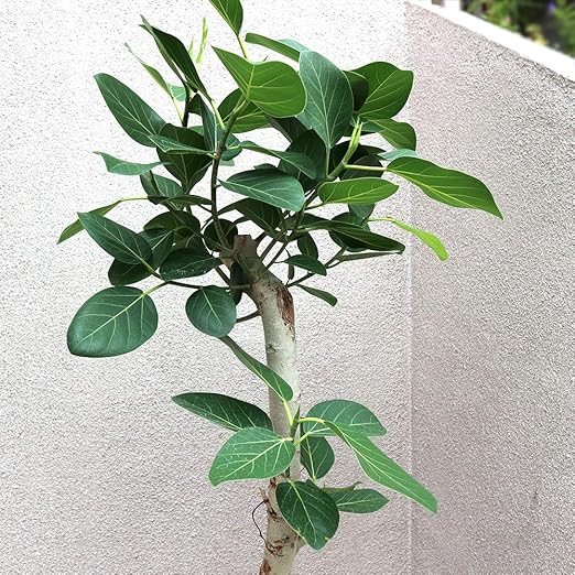 Amazon Co Jp フィカス ベンガレンシス ゴムの木の仲間 観葉植物 中型 8号プラスチック鉢 鉢底からの高さ 約130cm 葉 張り 約50cm 品種で選べる観葉植物 リビングやオフィス向きサイズ 1個 初心者にも丈夫で育てやすい観葉植物 丸みを帯びた葉と独特の樹形の白い