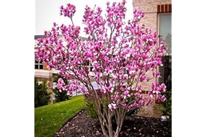 UIOTER Ann Magnolia Tree Live Plant 6 to 12 Inch Tall, Fragrant Magnolia Plant Live, Magnolia Bush Live Plant in 3 Inch Pot