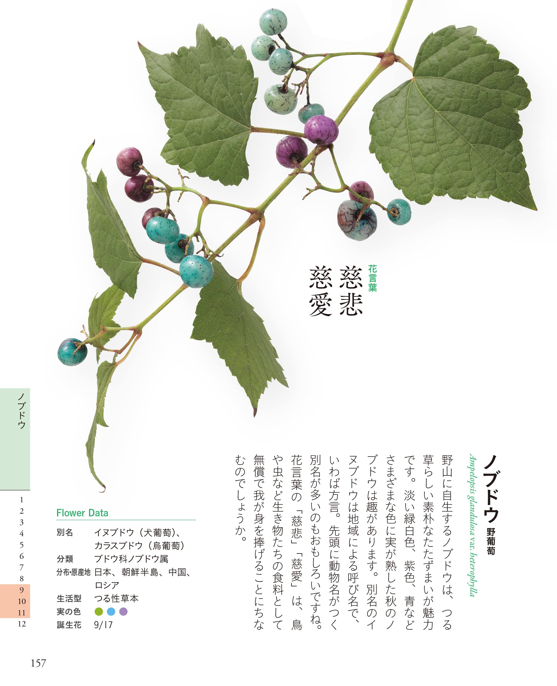 ちいさな花言葉 花図鑑 佐々木 知幸 本 通販 Amazon