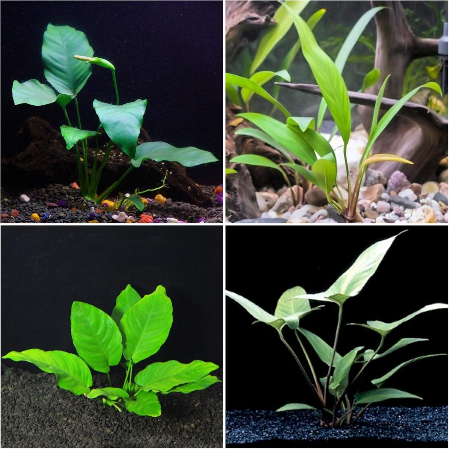 aquarium plant bundle