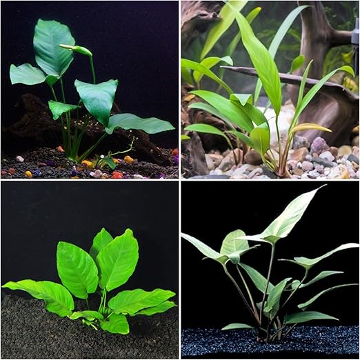 low light aquarium plants
