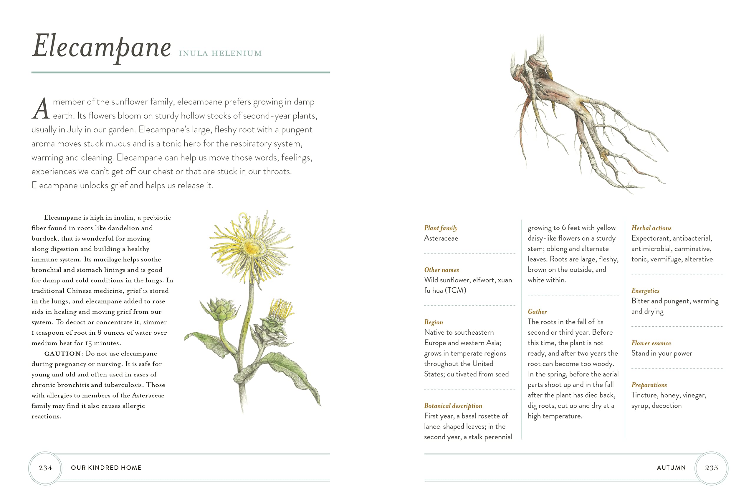 Our Kindred Home: Herbal Recipes, Plant Wisdom, and Seasonal Rituals for Rekindling Connection with the Earth Our Kindred Home: Herbal Recipes, Plant Wisdom, and Seasonal Rituals for Rekindling Connection with the Earth Hardcover Kindle