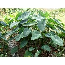 100 Bulbos De Orejas De Elefante - Plantas De Jardín Resistentes, Hojas Grandes Y Exóticas
