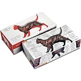 Feline Anatomy Study Cube &ndash; 3D Cat Learning Model with Muscles, Skeleton &amp; Organs | Foldable Cat Anatomy Study Cube for Vet Students, Teachers &amp; Animal Lovers