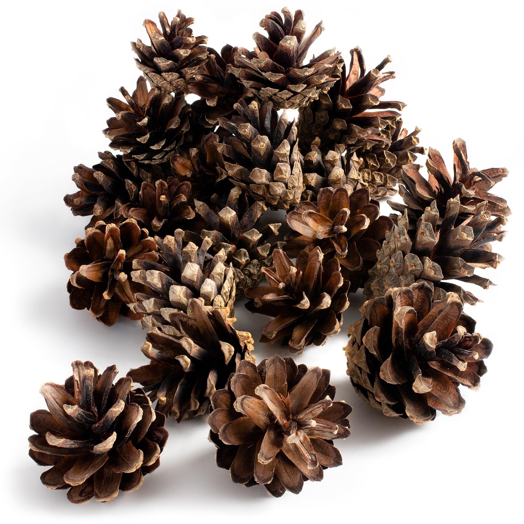GARDIGO® Pine Cones – Approx. 80 Pieces | Filling Material for Insect Hotel | Natural Cones for Christmas & Autumn Craft Decoration | Xmas Wreath & Tree Ornament Supplies