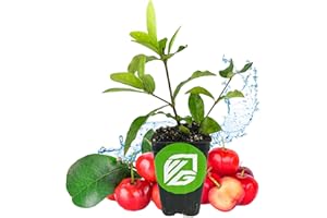 Barbados Cherry Live Plant (Acerola/Wild Crapemyrtle) - Malpighia emarginata - Wellspring Gardens Starter Plant - Healthy Live Plant - Compact Size Fresh Fruit, Ideal for Gardens & Containers