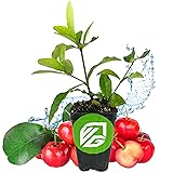 Barbados Cherry Live Plant