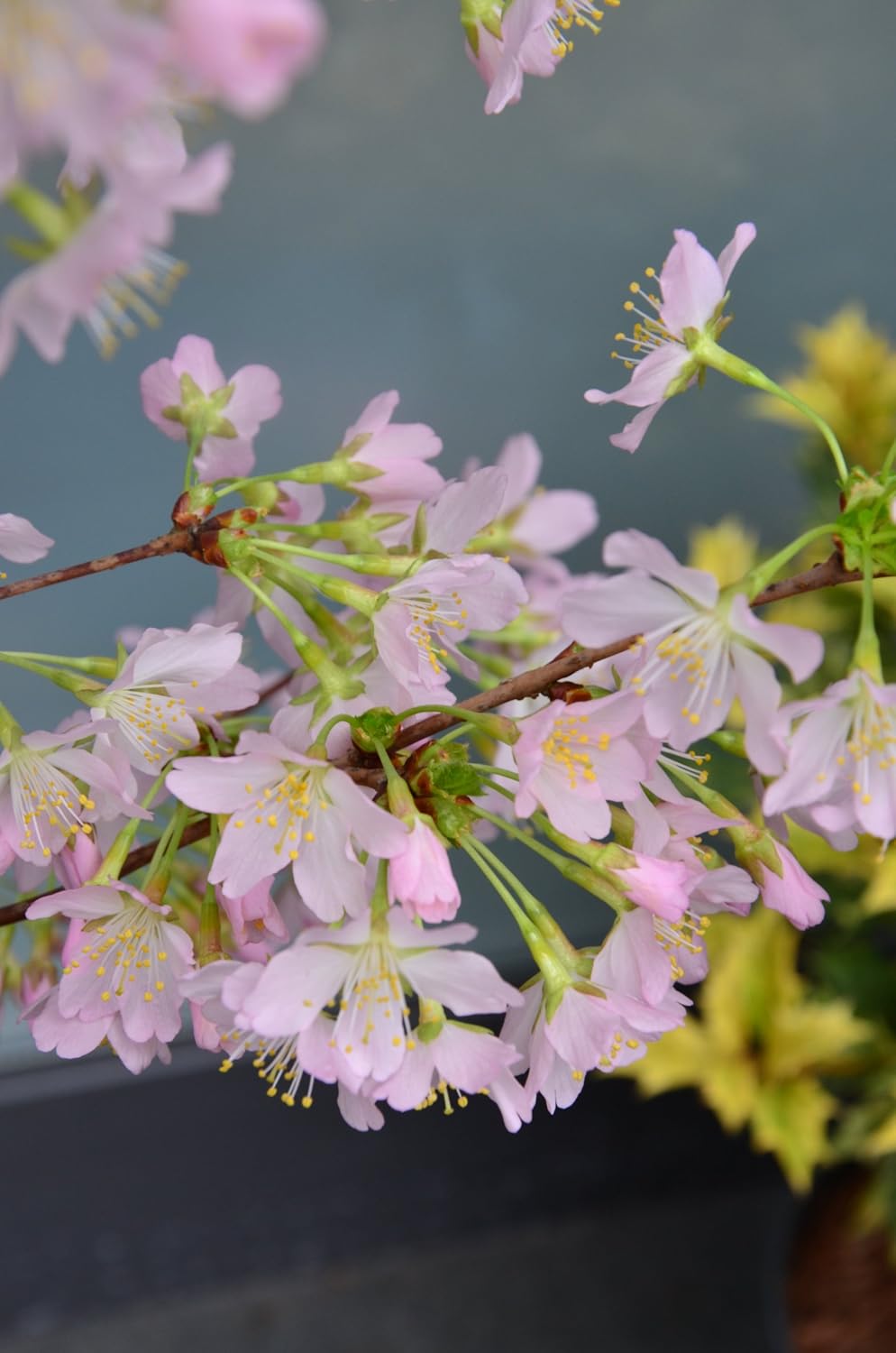 Japonés Cerezo ornamental Prunus kurilensis Rubí 60-80 cm de alto ...